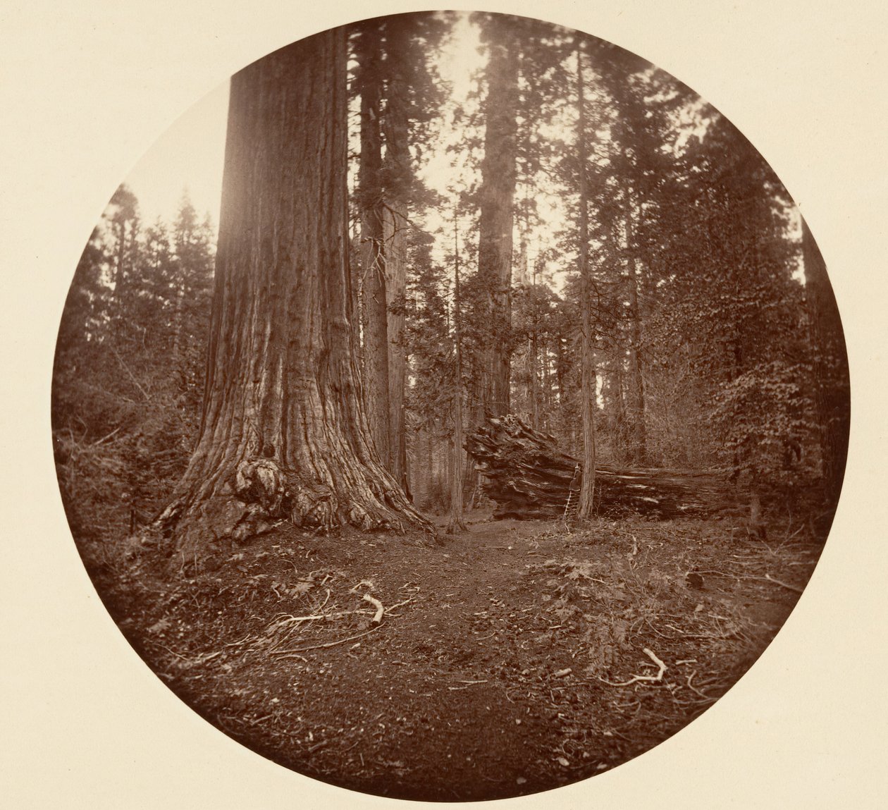 Skogens far - C. Grove, ca. 1878. av Carleton Emmons Watkins