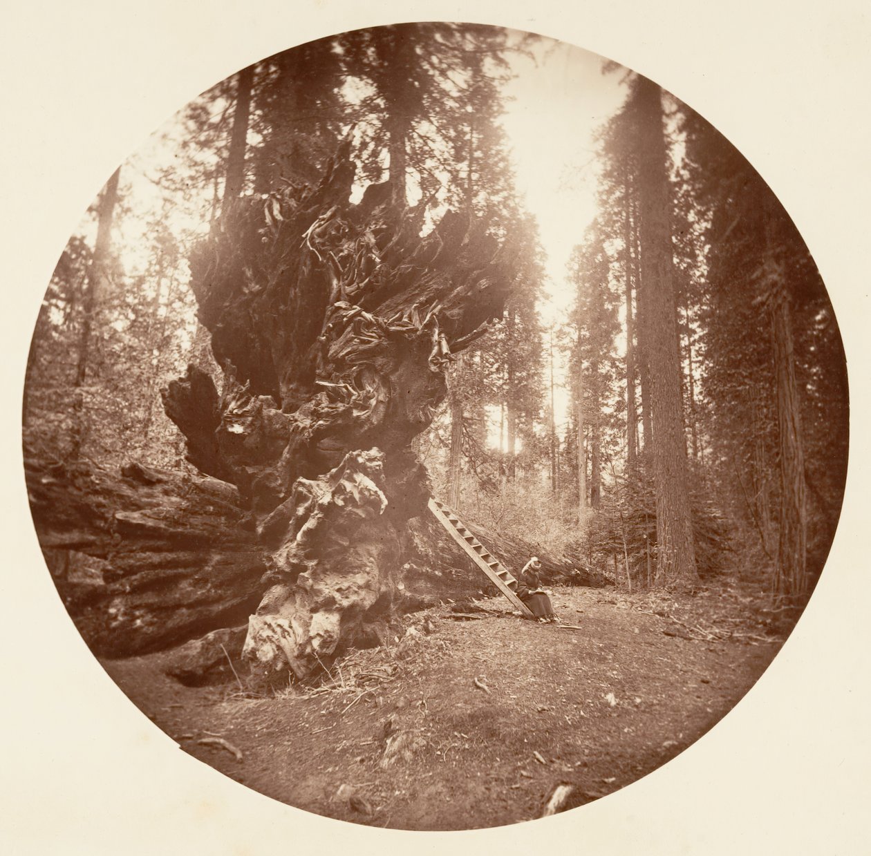 Skogens far - Hestens bakside. Calaveras Grove, ca. 1878. av Carleton Emmons Watkins