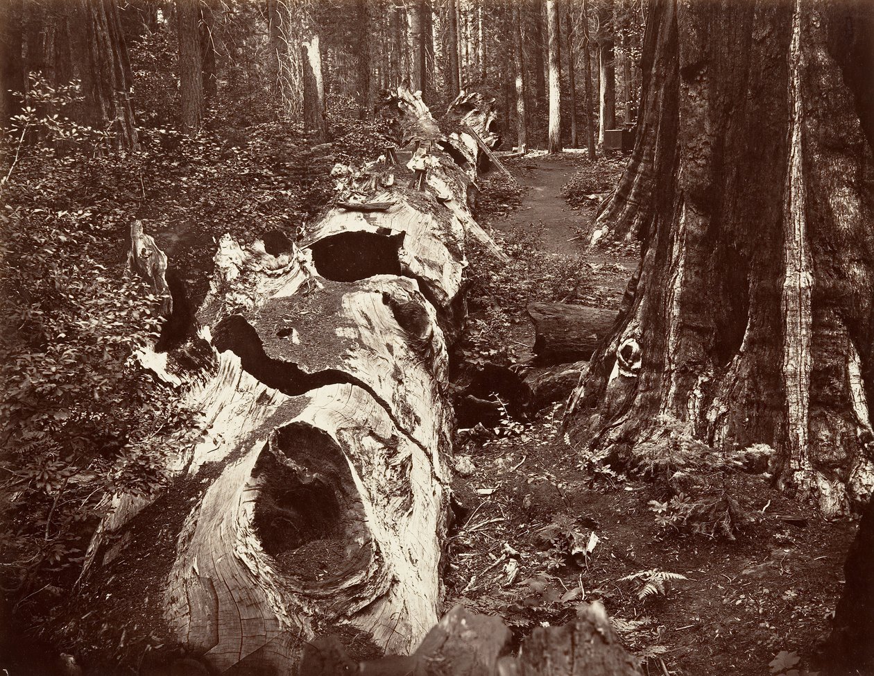 The Father of the Forest, 112 fot omkrets, Calaveras Grove, 1865-66, trykt ca. 1876. av Carleton Emmons Watkins