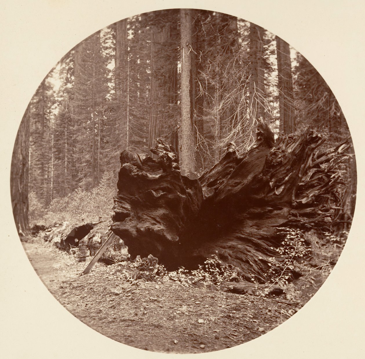 Skogens far 450 fot C. Grove, ca. 1878. av Carleton Emmons Watkins
