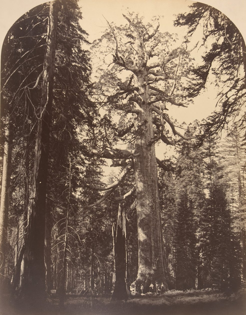 The Grisly Giant, Mariposa Grove, Yosemite, 1861. av Carleton Emmons Watkins