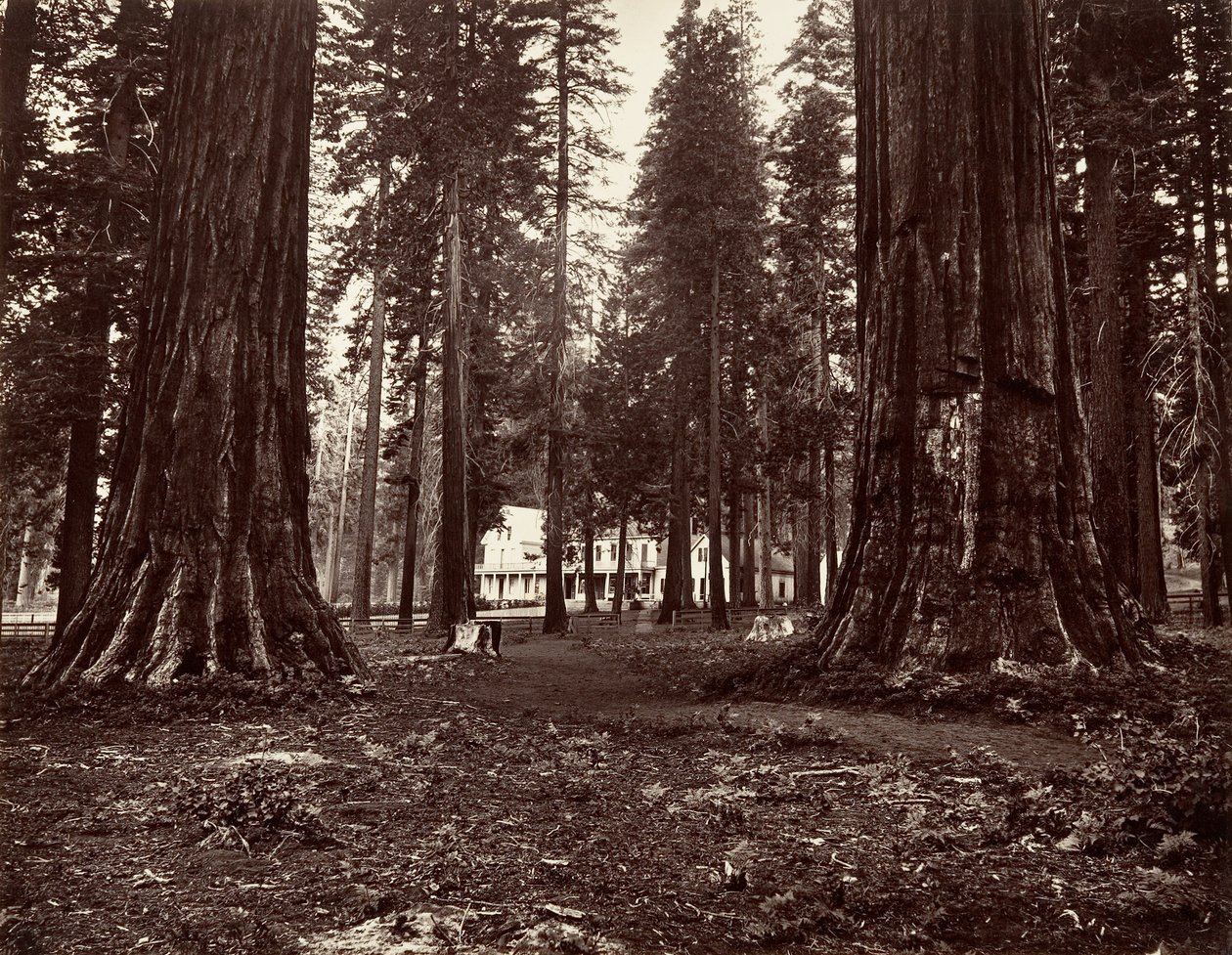 Hotellet fra Mammoth Grove, ca. 1872, trykt ca. 1876. av Carleton Emmons Watkins