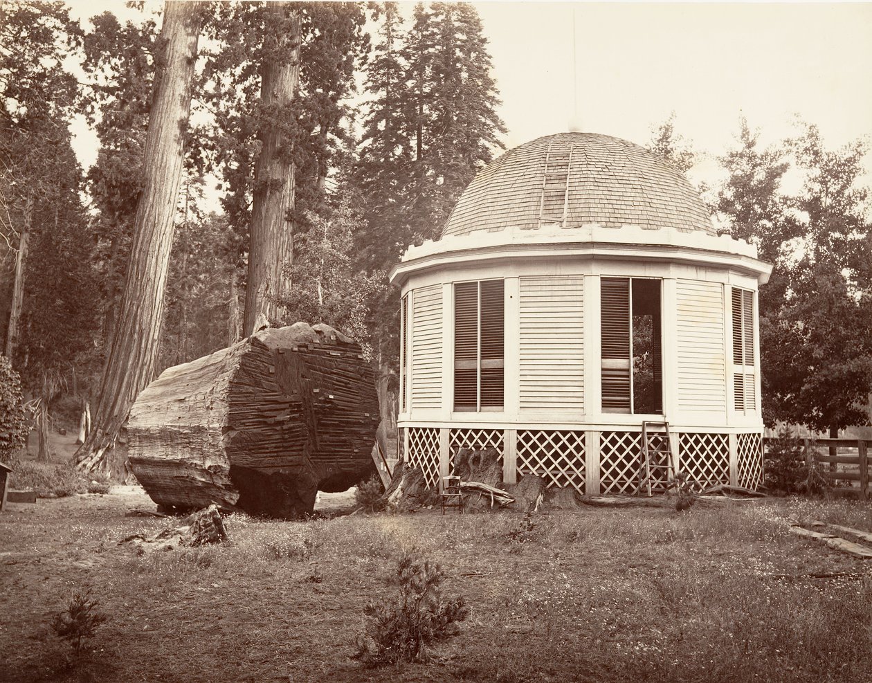 Huset bygget over stubben til et stort tre, 1865-66, trykt ca. 1876. av Carleton Emmons Watkins