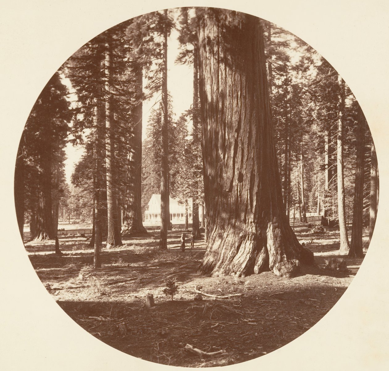 Mammoth Grove Hotel fra Grove - Calaveras, ca. 1878. av Carleton Emmons Watkins