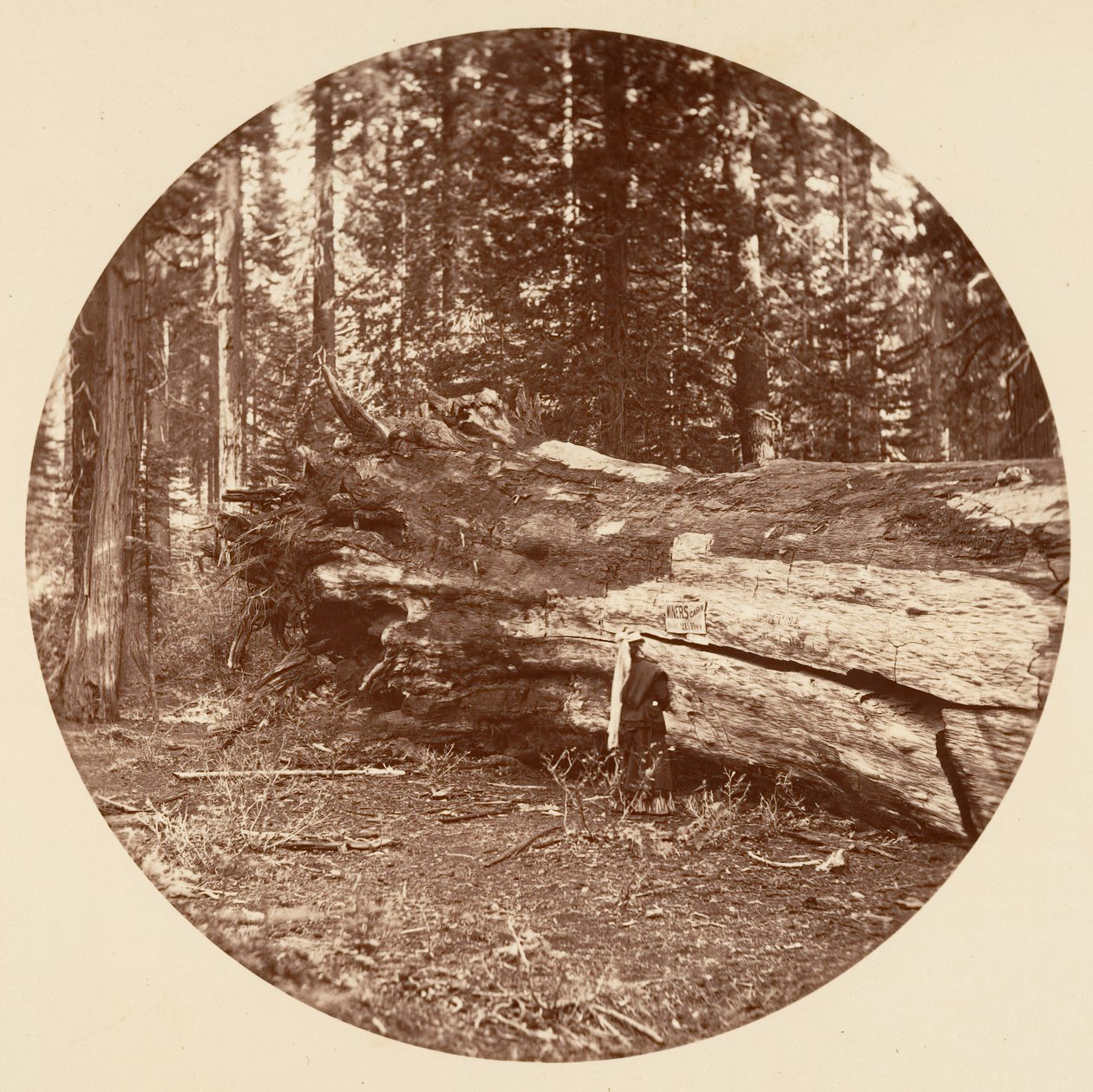 The Miners Cabin - Calaveras Grove, ca. 1878. av Carleton Emmons Watkins