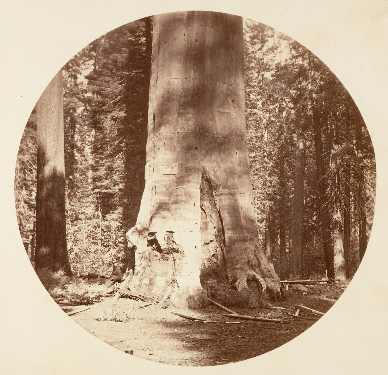 Skogens mor - Calaveras Grove, ca. 1878. av Carleton Emmons Watkins