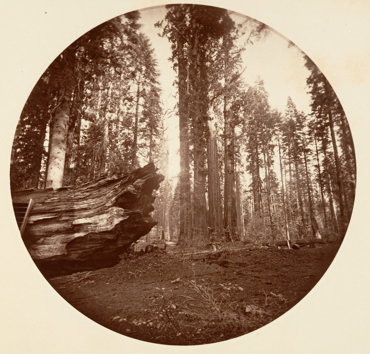 Skogens mor Fra skogens far - Calavaras Grove, ca. 1878. av Carleton Emmons Watkins