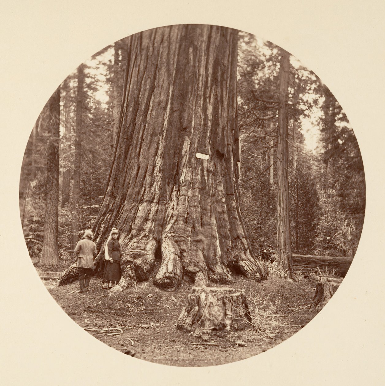 The Pride of the Forest - Calaveras Grove, ca. 1878. av Carleton Emmons Watkins
