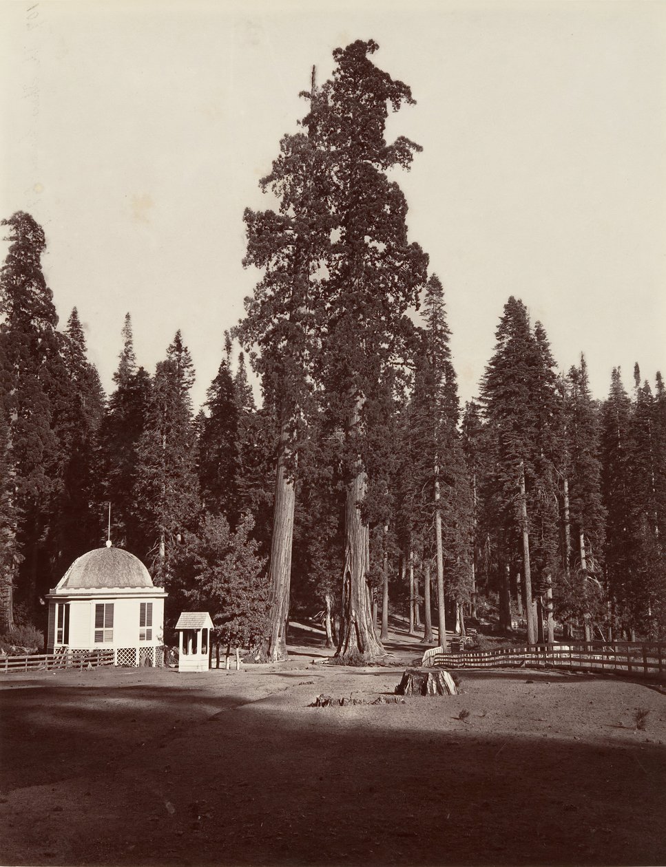 The Sentinel, 315 fot, 1865-66, trykt ca. 1876. av Carleton Emmons Watkins