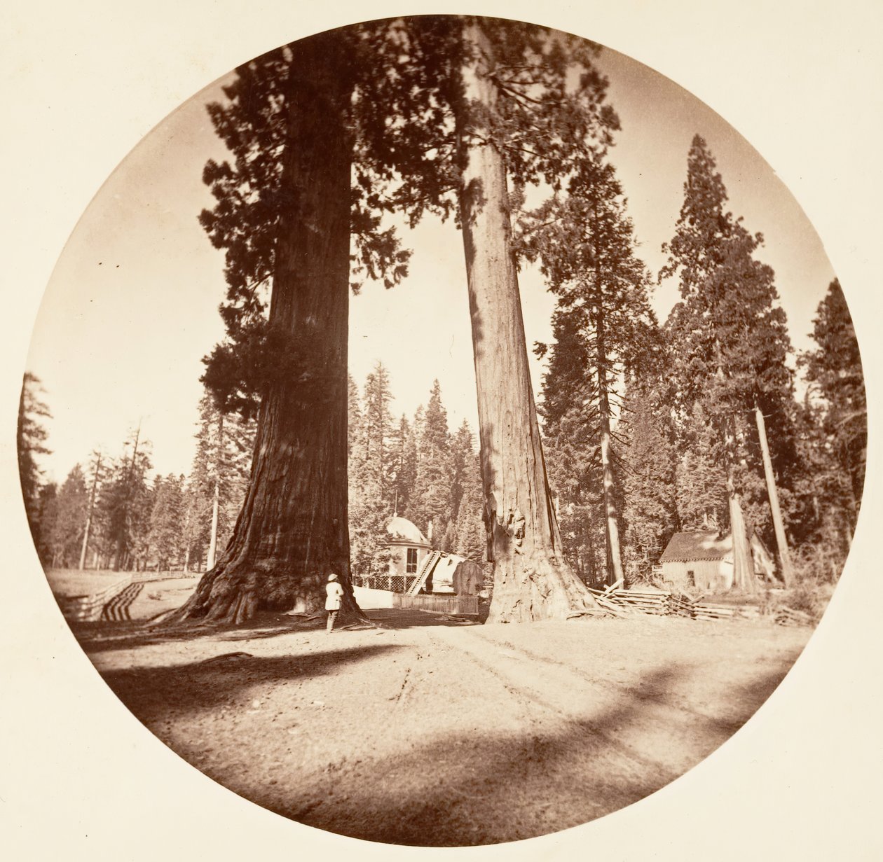 The Sentinels - Calaveras Grove, ca. 1878. av Carleton Emmons Watkins