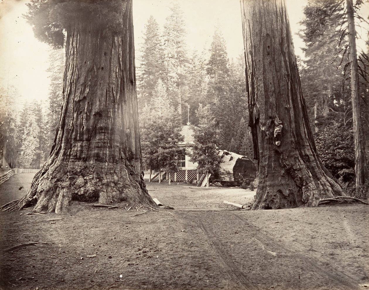 The Sentinels, 315 fot, Yosemite, ca. 1872, trykt ca. 1876. av Carleton Emmons Watkins