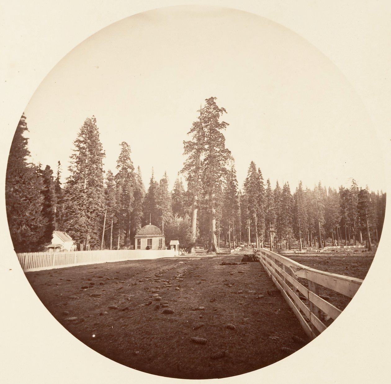 Sentinellene. C. Grove, ca. 1878. av Carleton Emmons Watkins