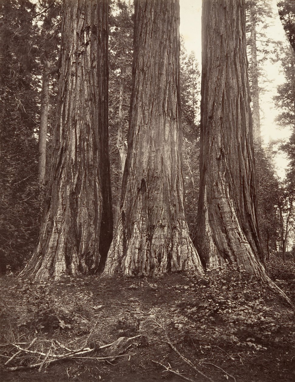 The Three Graces, 272 fot, 1865-66, trykt ca. 1876. av Carleton Emmons Watkins