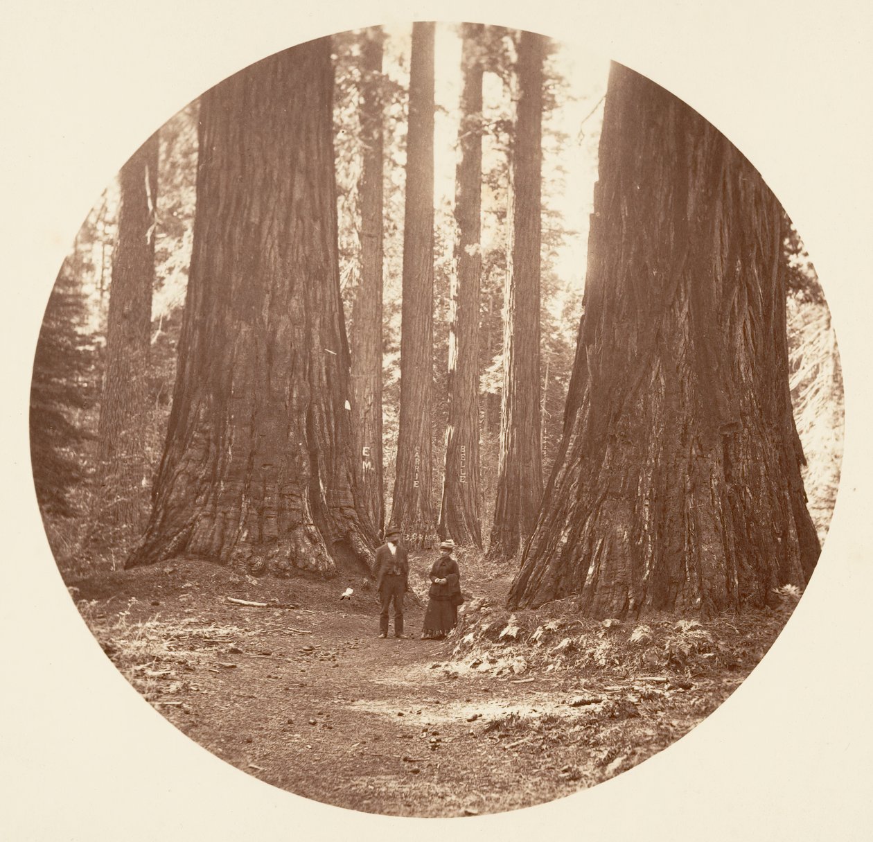The Three Graces Seen Through the Bryant and Seward Calaveras Grove, ca. 1878. av Carleton Emmons Watkins