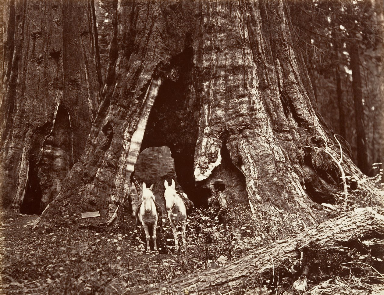 Stativet, 94 fots omkrets, 1865-66, trykt ca. 1876. av Carleton Emmons Watkins