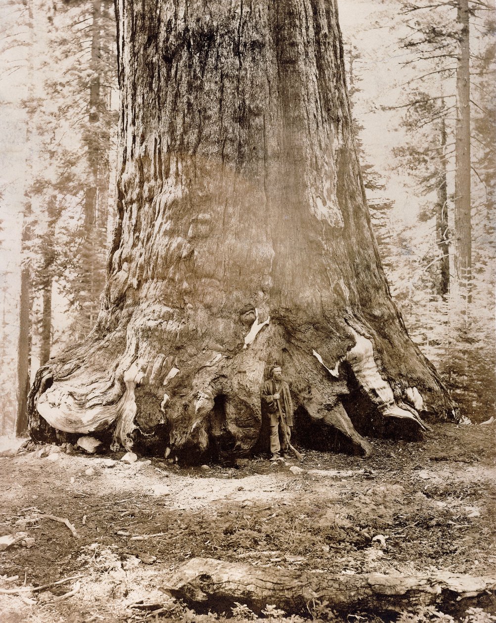 Stammen til "Grizzly Giant", Mariposa Grove, 33 fot diameter, 1861 av Carleton E. Watkins