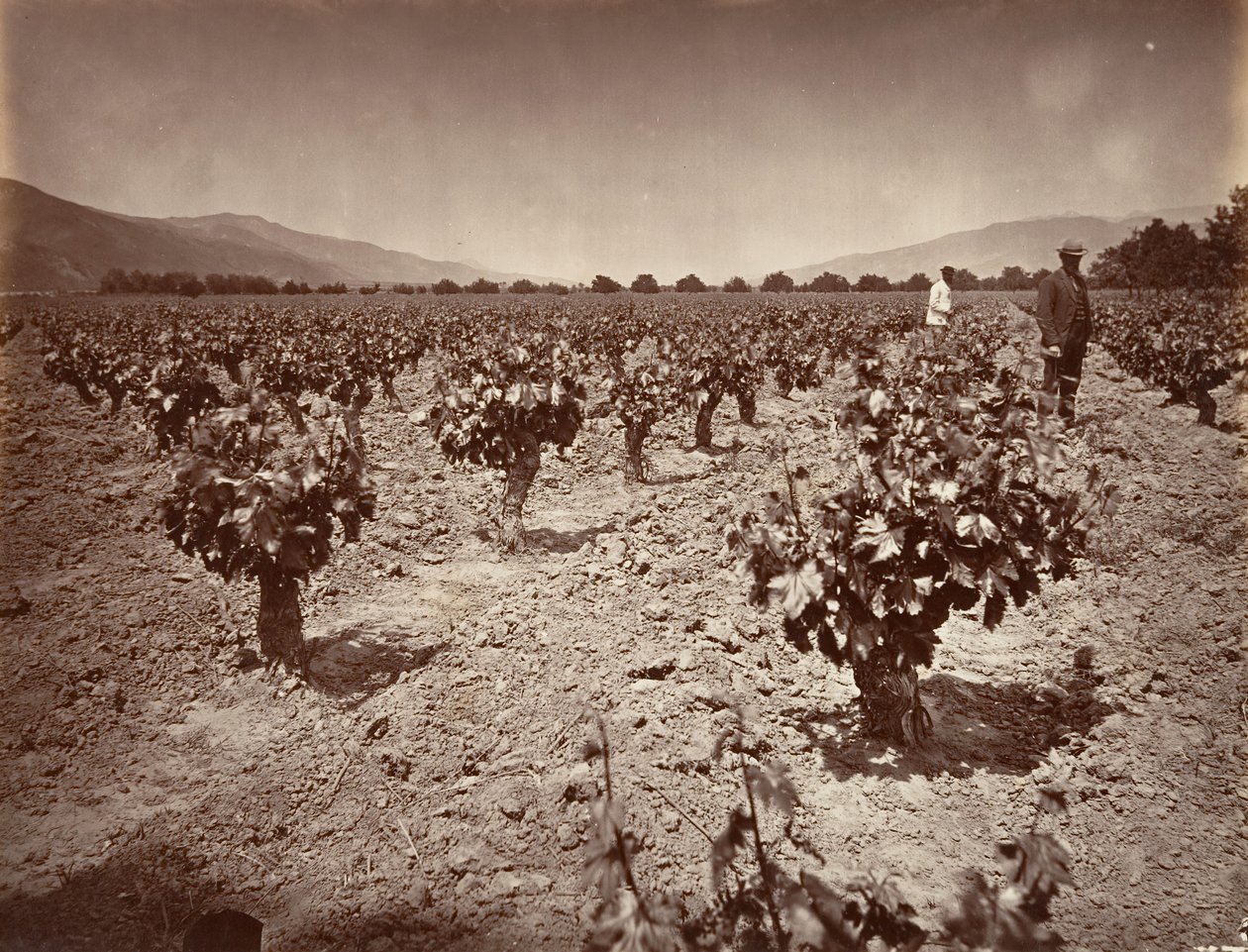 Vineyard of Camulos Ranch, 1876, trykt ca. 1876. av Carleton Emmons Watkins