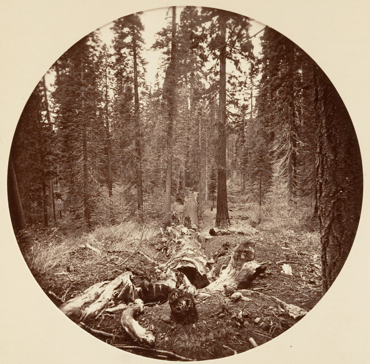 [Yosemite nasjonalpark, California], ca. 1878. av Carleton Emmons Watkins