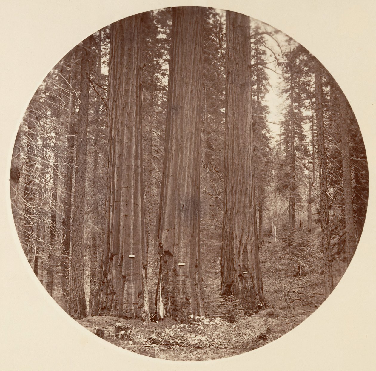 [Yosemite nasjonalpark, California], ca. 1878. av Carleton Emmons Watkins