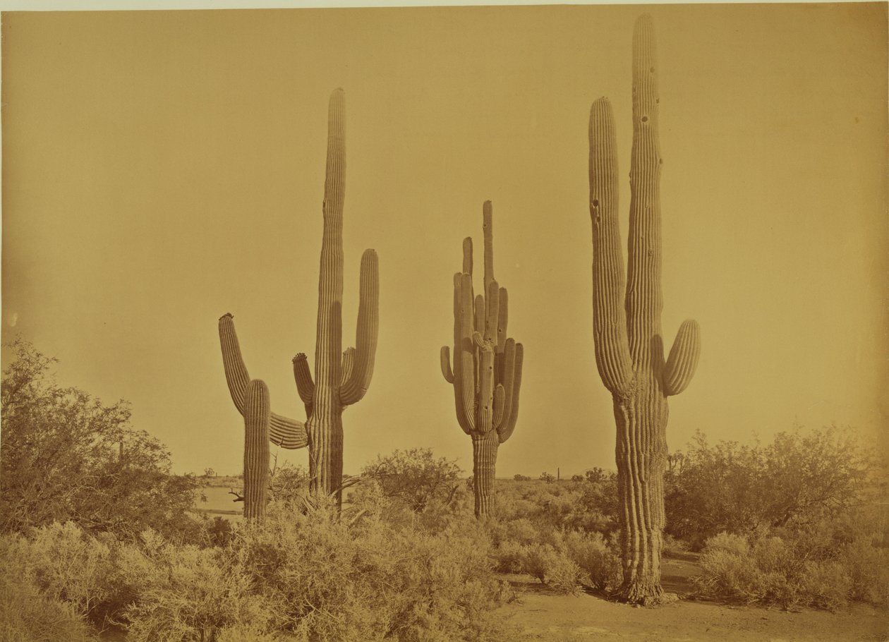  av Carleton Watkins