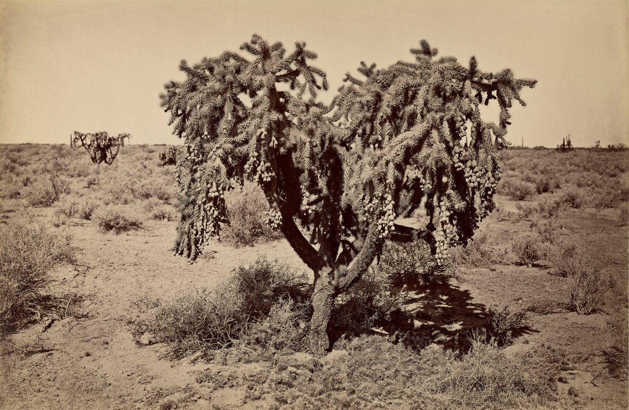  av Carleton Watkins