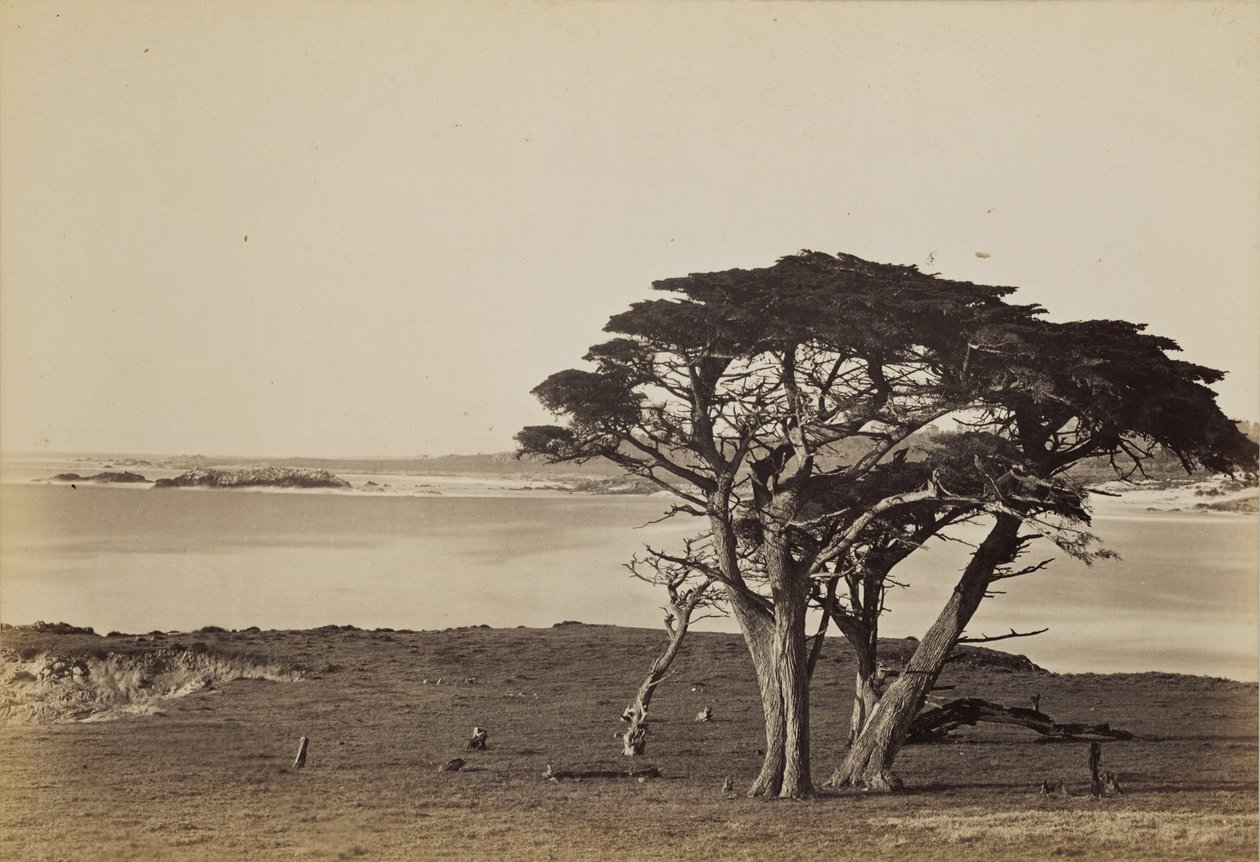 Kystutsikt nær Monterey av Carleton Watkins