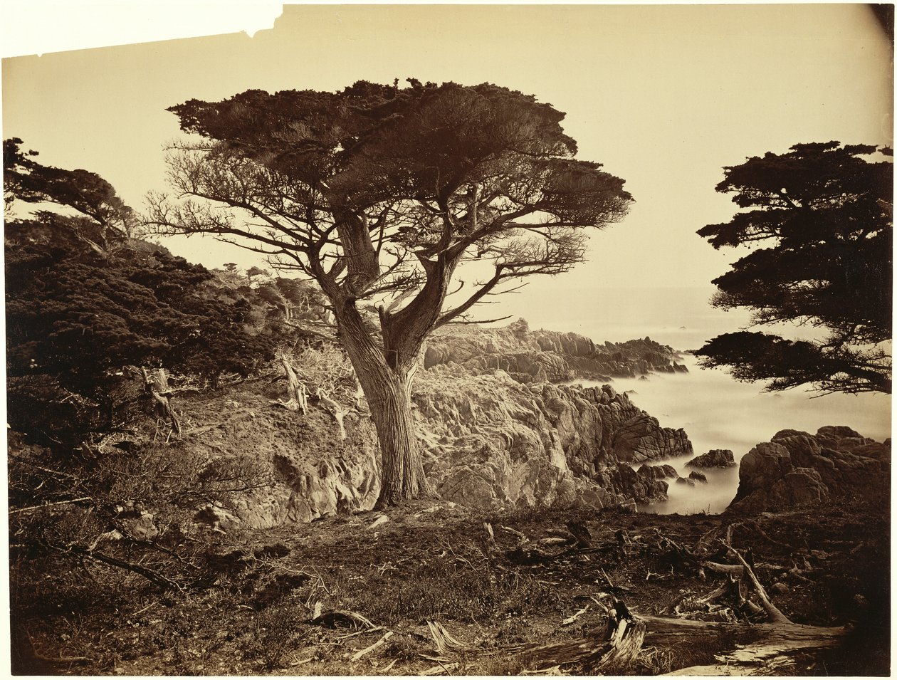 [Cypress Point, Monterey] av Carleton Watkins