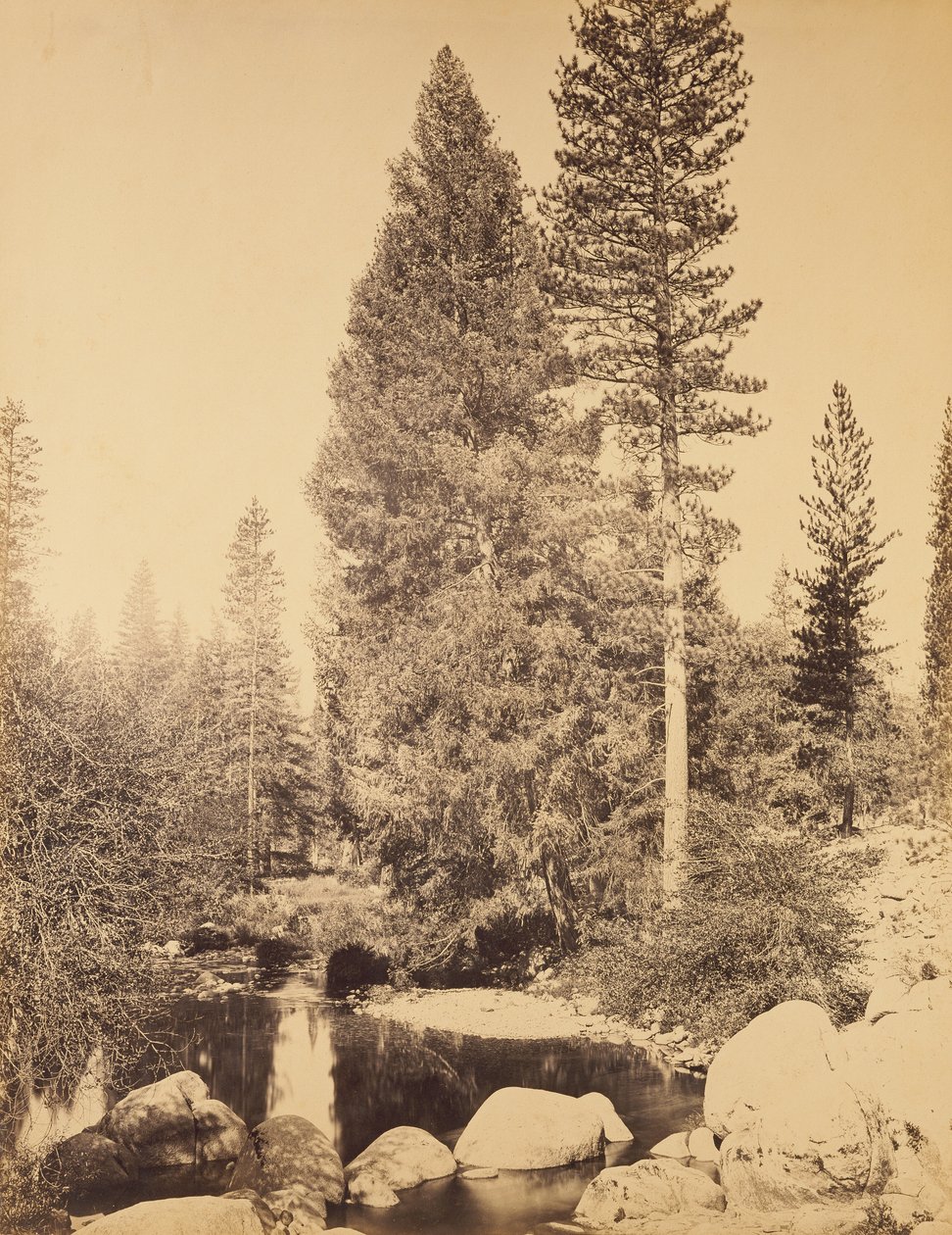 [Douglasgran ved Clarks] / [Douglasgranen] av Carleton Watkins