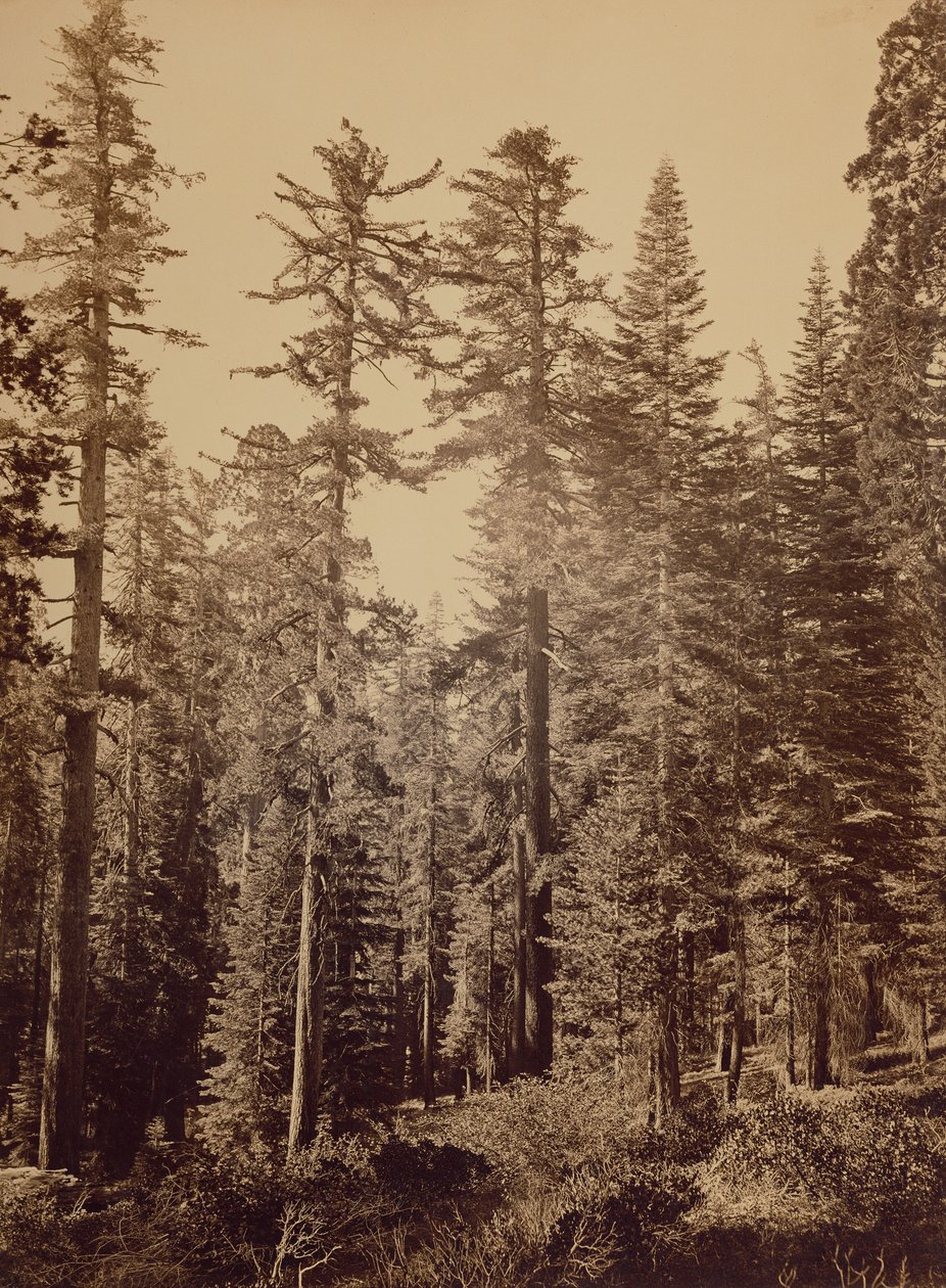  av Carleton Watkins