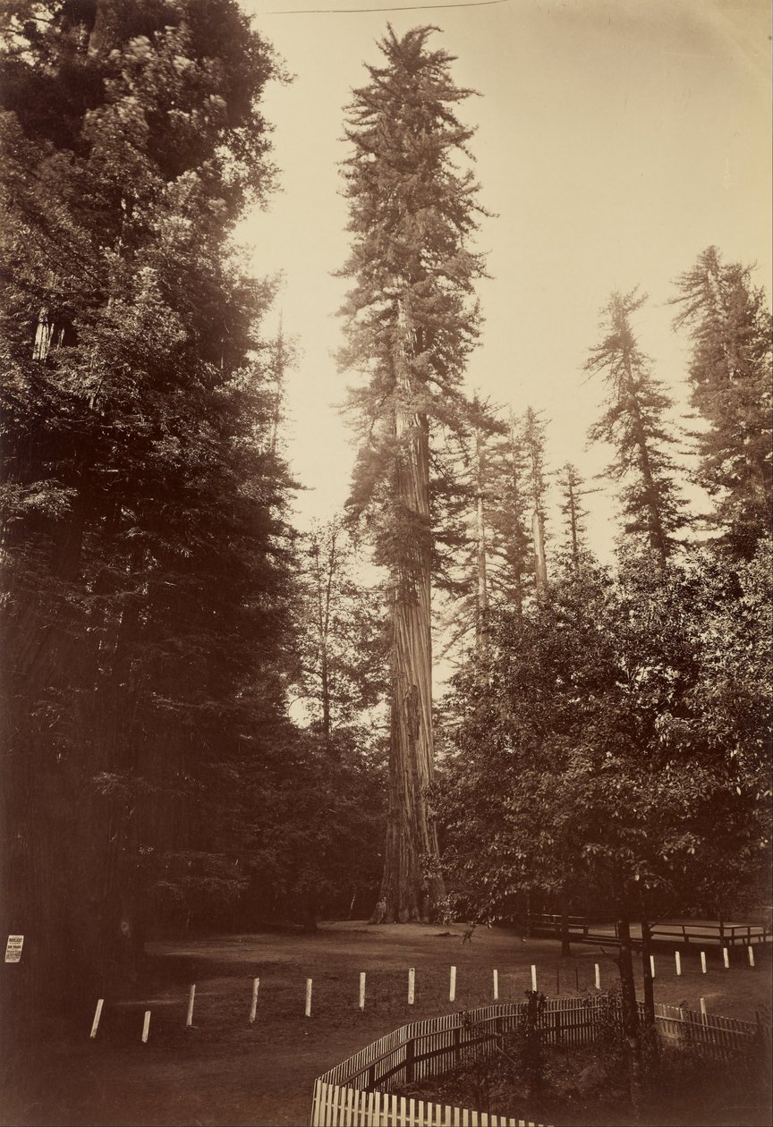 Giant Redwood, Santa Cruz av Carleton Watkins