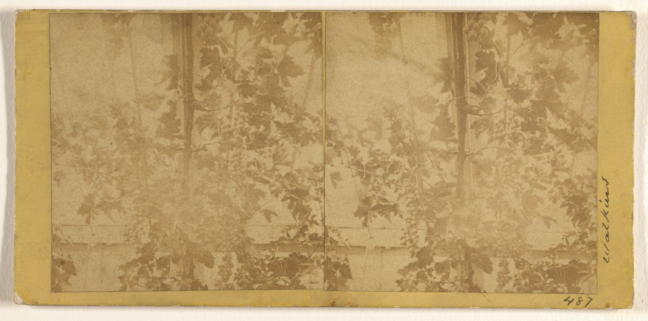 Weinreben av Carleton Watkins