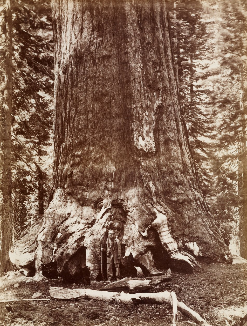 Grizzly Giant Diameter 33 Ft. Mariposa Grove av Carleton Watkins