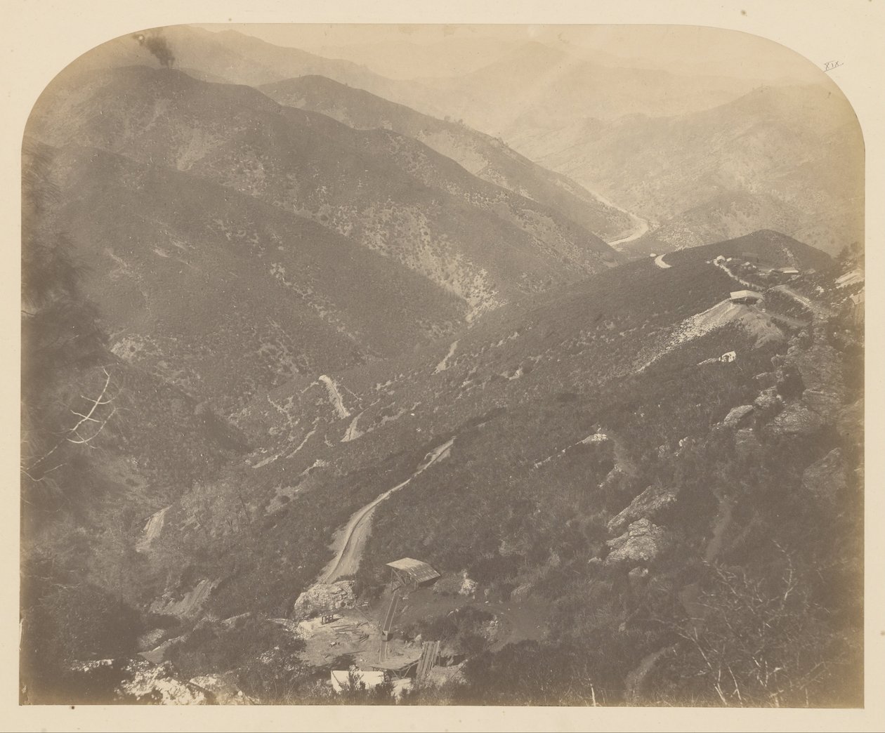 Josephine og Pine Tree av Carleton Watkins