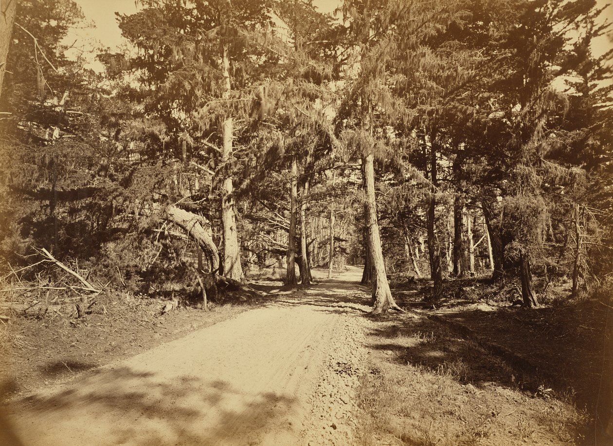 [Monterey, California. Moss Avenue, 18 Mile Drive.] av Carleton Watkins