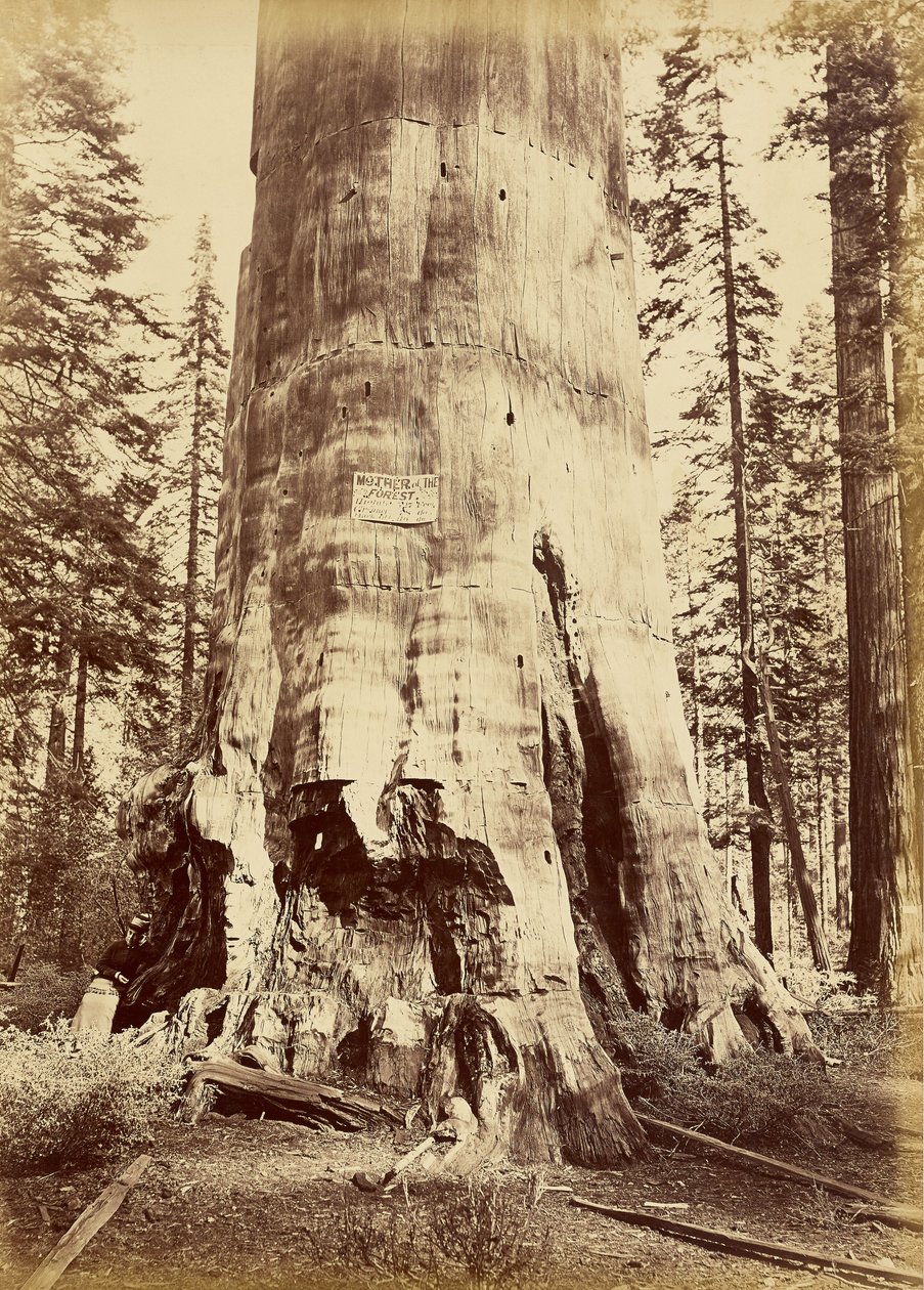 [Skogens mor, 221 fot høy] av Carleton Watkins