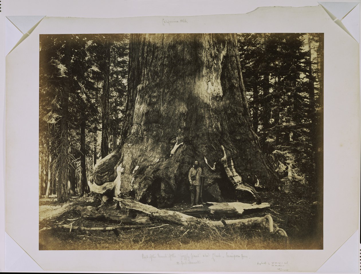 [Del av stammen til «Grizzly Giant» med Clark - Mariposa Grove - 33 fot i diameter] av Carleton Watkins