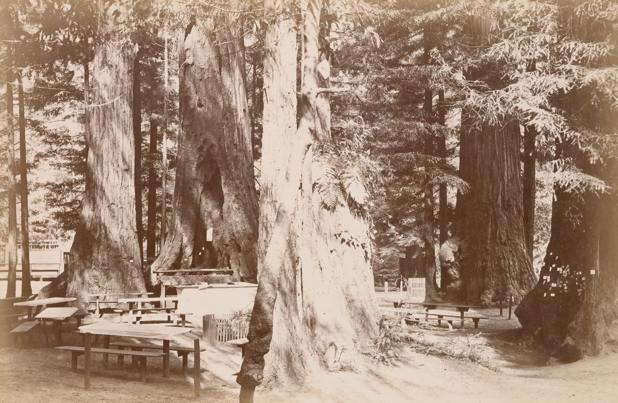 [Piknikbord i en redwoodlund] av Carleton Watkins