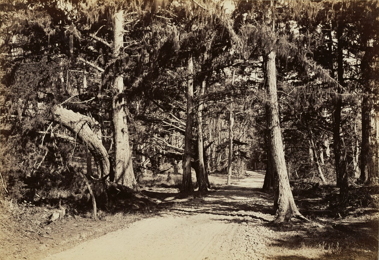 [Vei gjennom en sypresslund] av Carleton Watkins
