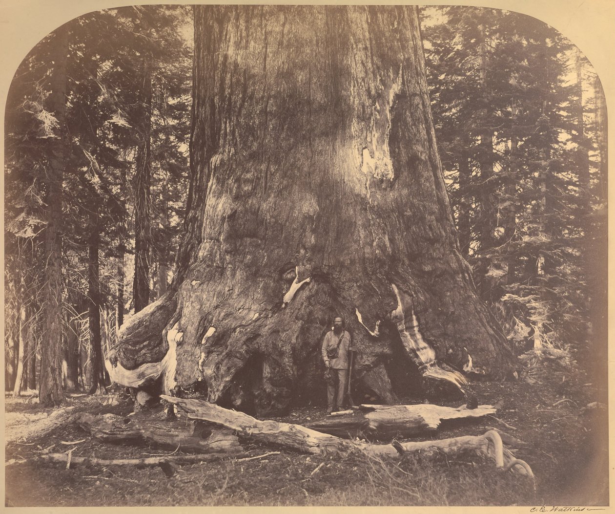 Seksjon av Grizzly Giant, 33 fot i diameter, Mariposa Grove, Yosemite, nr. 111 av Carleton Watkins