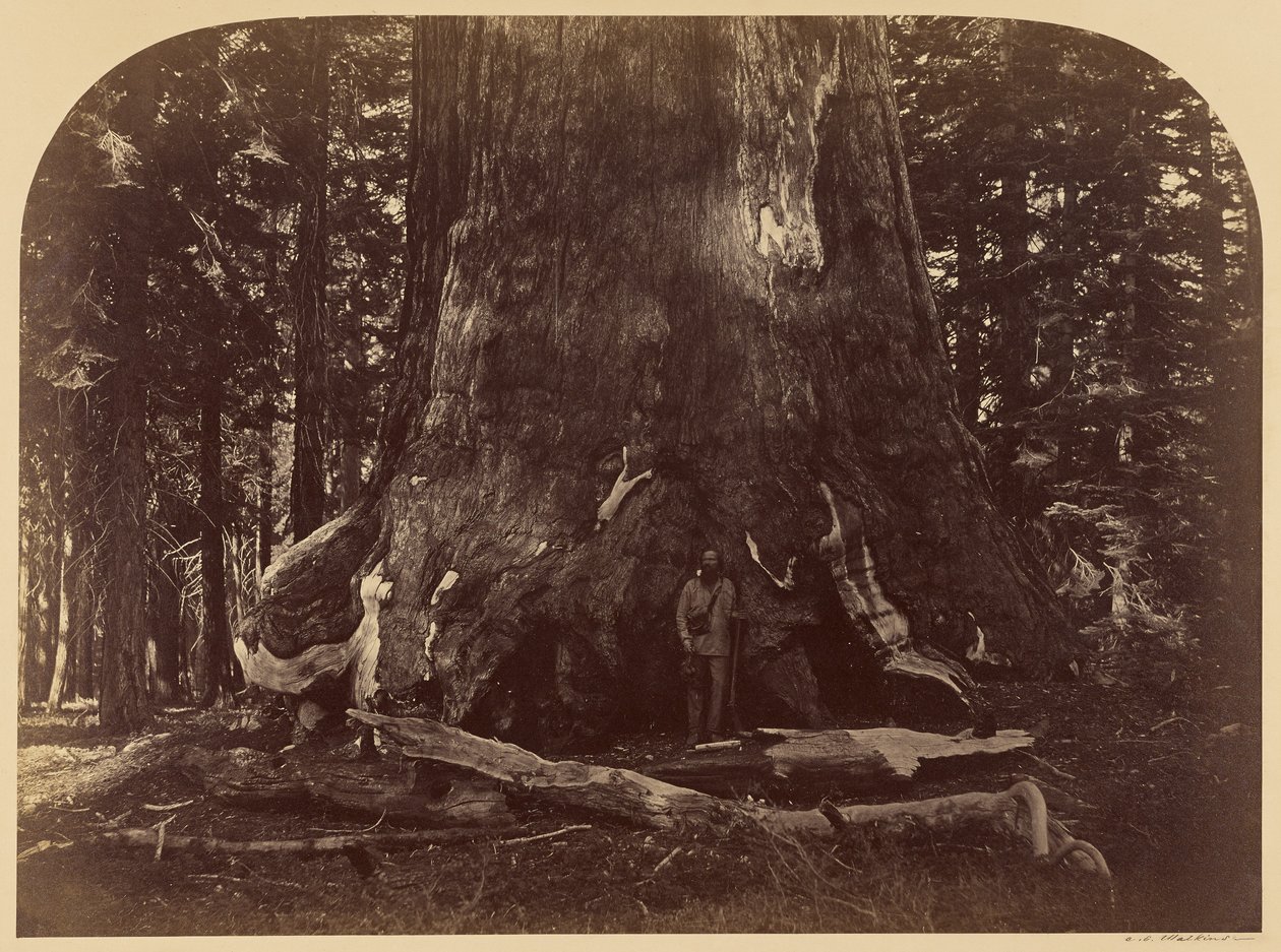 Tverrsnitt av Grizzly Giant, Mariposa Grove, 33 fot i diameter av Carleton Watkins