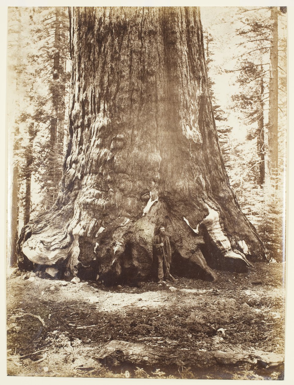 Seksjon av Grizzly Giant med Galen Clark, Mariposa Grove, Yosemite av Carleton Watkins