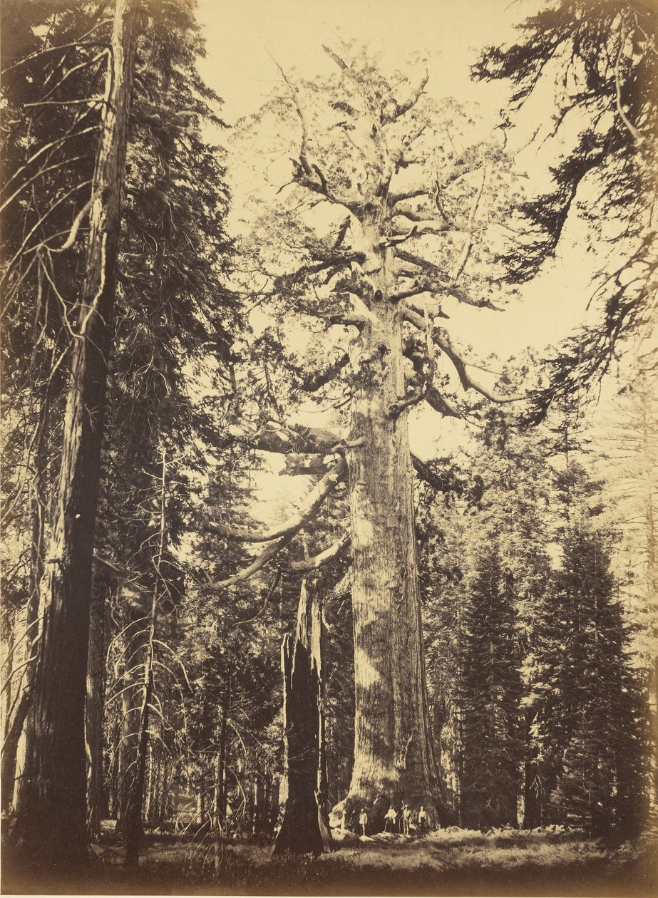 Sequoia gigantea - «Grizzly Giant» - Mariposa Grove av Carleton Watkins