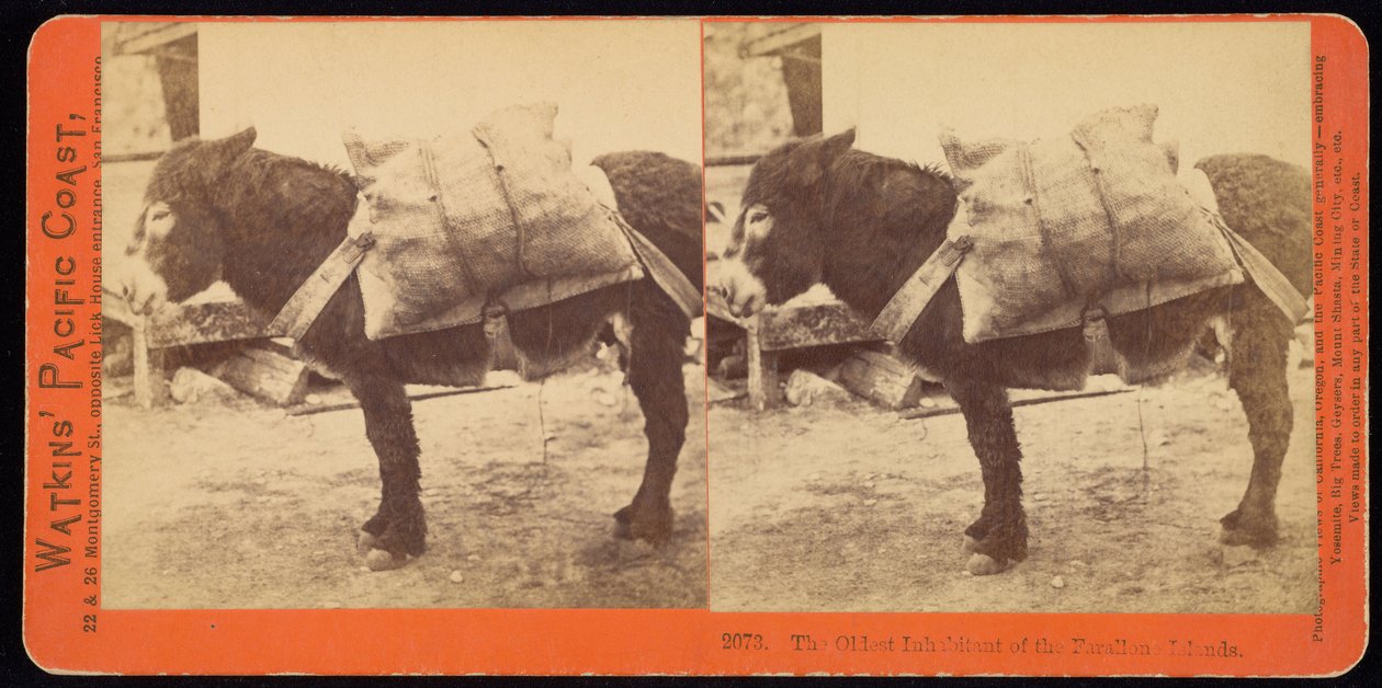 Den eldste innbyggeren på Farallonøyene av Carleton Watkins