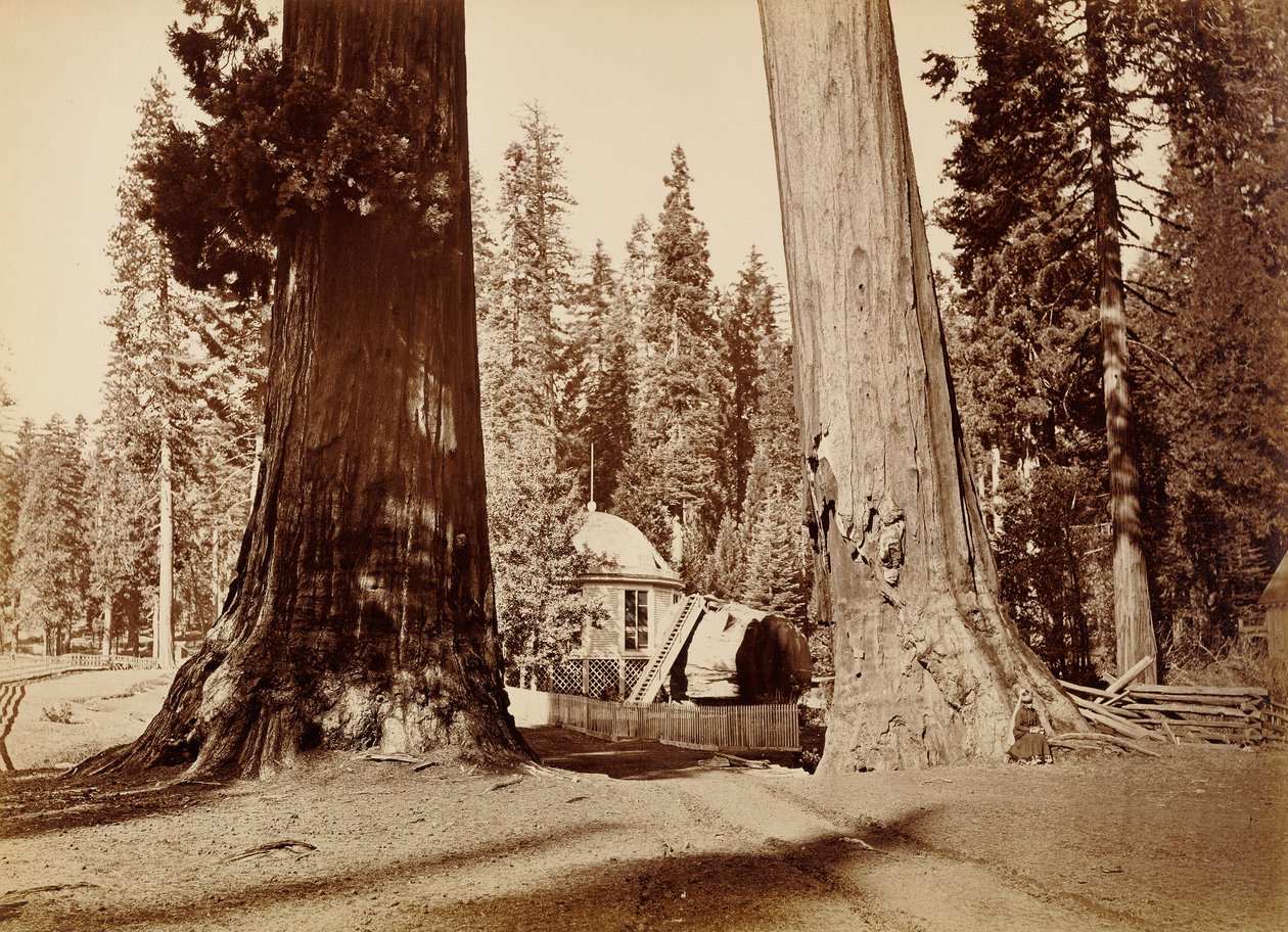 Pavilion-stubben sett gjennom Sentinel-trærne, Calaveras Grove av Carleton Watkins