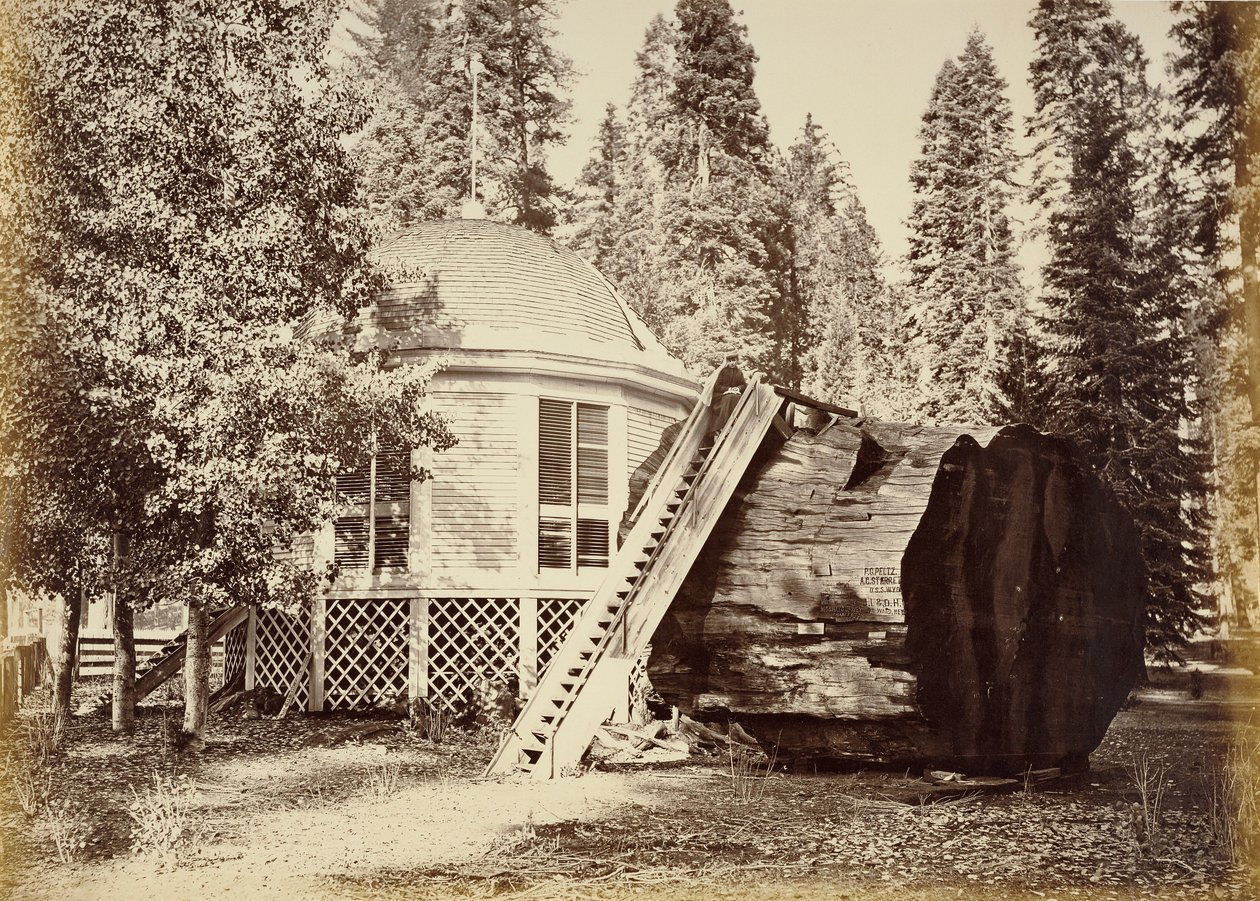 Paviljongen på stubben, 28 fot i diameter av Carleton Watkins