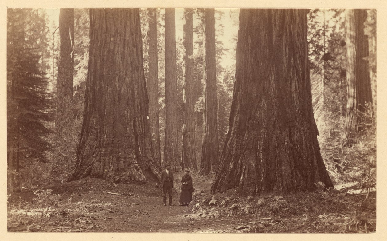 De tre gratiene, Calaveras Grove av Carleton Watkins