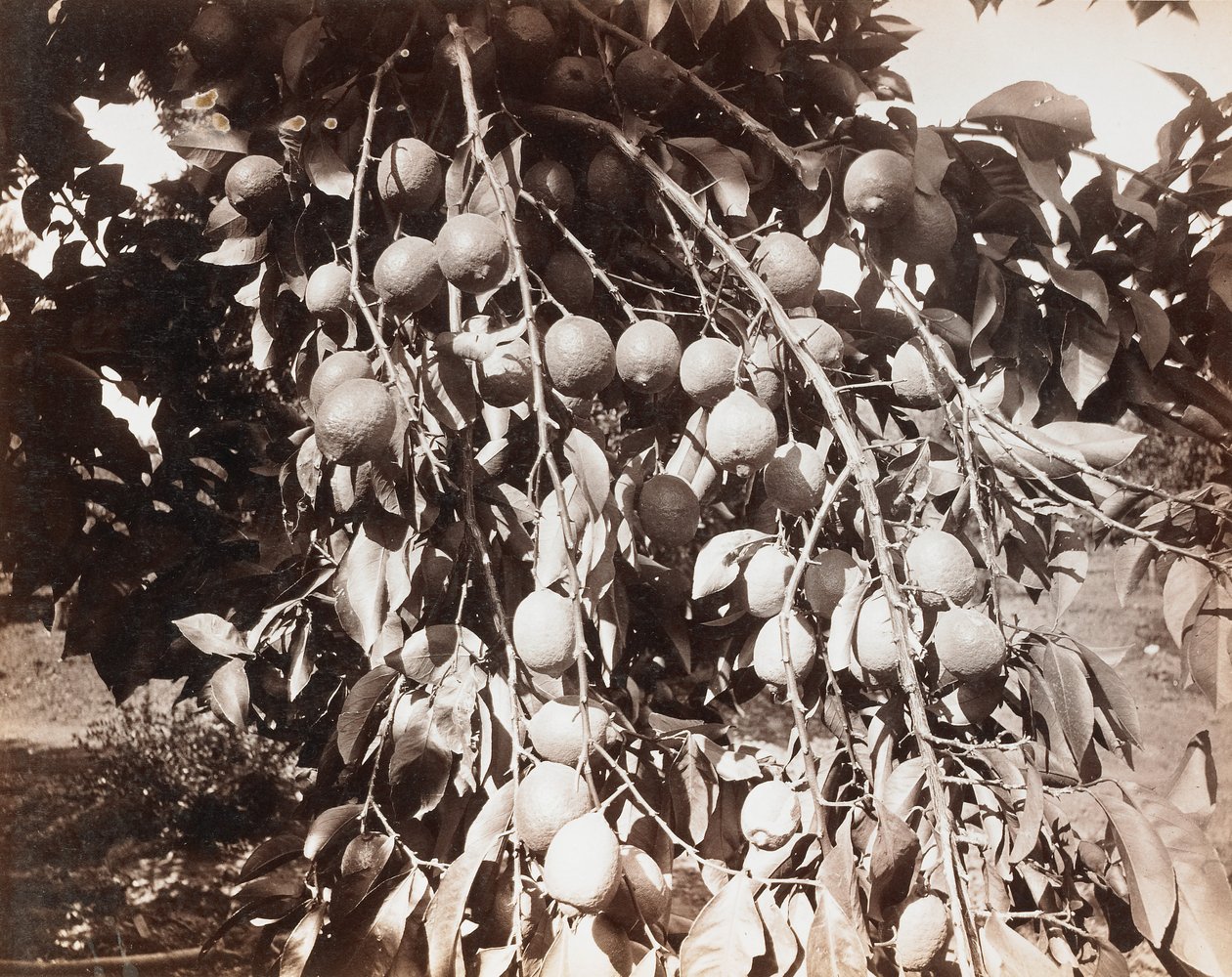 Uten tittel [frukt på tre] av Carleton Watkins