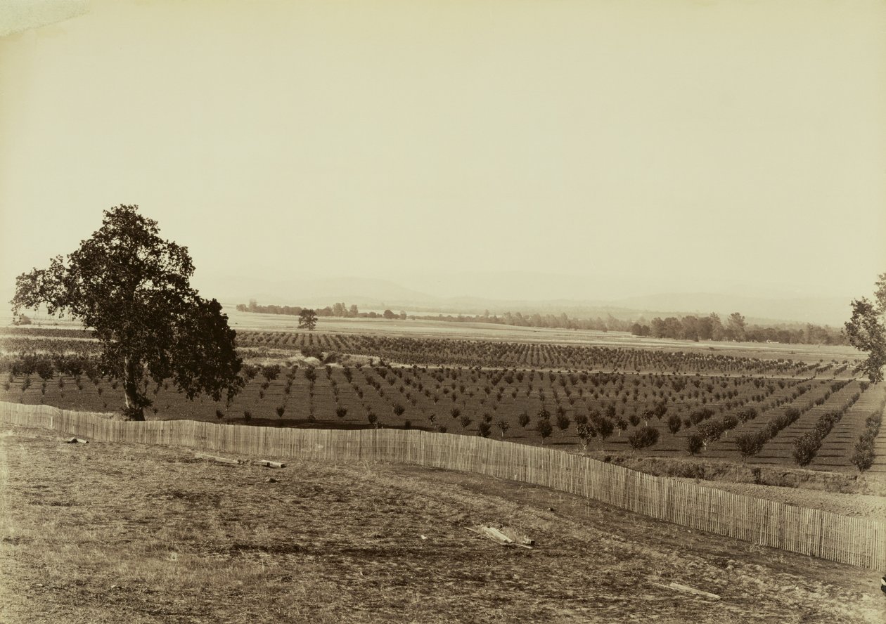 [Ung frukthage, Palermo, Butte County] av Carleton Watkins