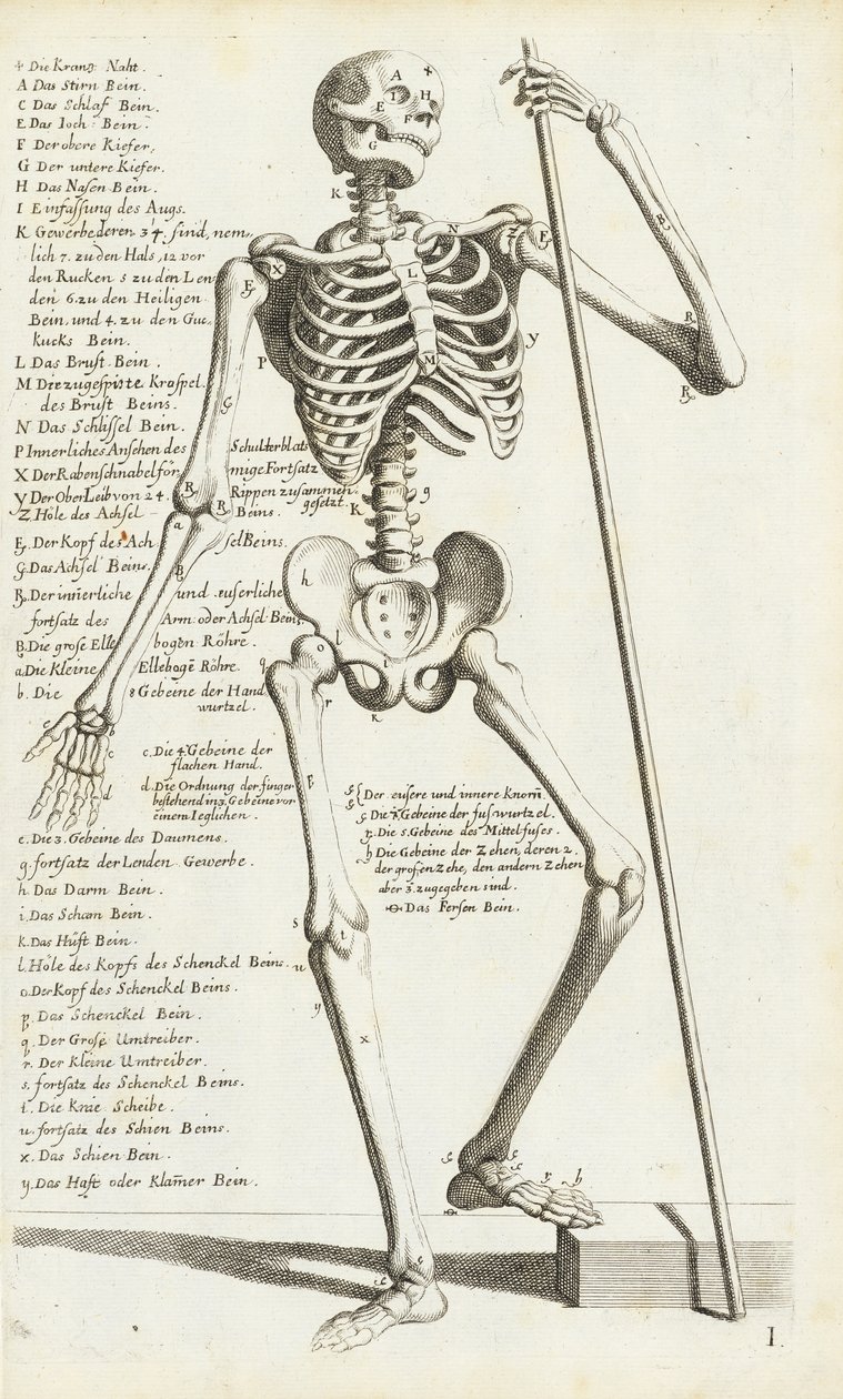 Anatomisk studie av det menneskelige skjelettet av Carlo Cesi av Carlo Cesi