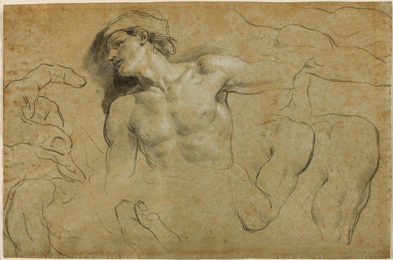 Studier av hender, skuldre og et ben (svart kritt forhøyet med hvitt på papir) av Carlo Cignani